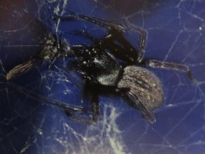 Black House Spider