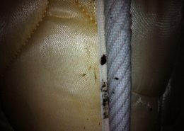 Bedbug and eggs infesting a mattress