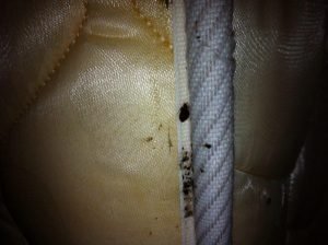 bed bug infestation on a mattress