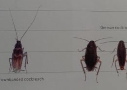 From the left : Brownbanded cockroach – German cockroach