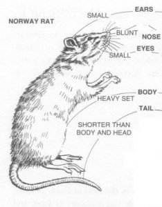 identifying the different parts of a rat