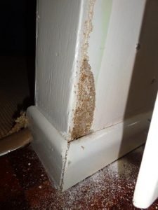 See what termites can do to your home.