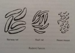 Rodent Faeces