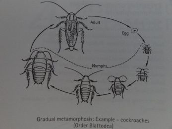 Cockroach's Life Cycle - Egg, Baby, and Adult Stages