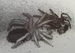 Funnel Web Spider