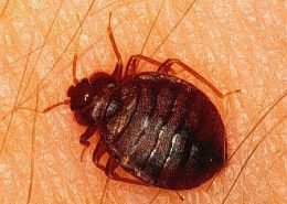 Adult Bed bug (Cimex lectularius)