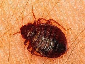 Adult Bed bug (Cimex lectularius)