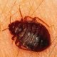 Adult Bed bug (Cimex lectularius)