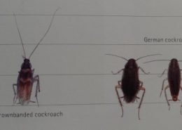 Brownbanded cockroach – German cockroach