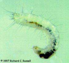 Flea Larva