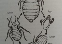 diagram of bed bugs lifecycle