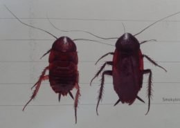 Smokeybrown cockroach