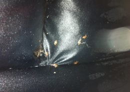 Bed Bugs harbouring deep inside a lounge suite