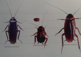 different kinds of cockroach