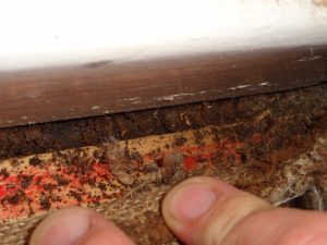 Underneath the carpet termites are found.