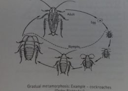 Life Cycle of the Cockroach