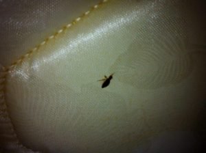 bed bug on mattress