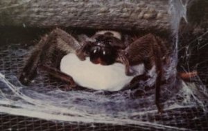 Spiders Life Cycle & Habits