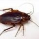 American Cockroach