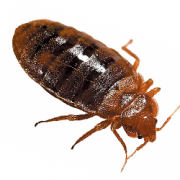 Life Cycle & Habits of Bed bugs