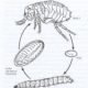 Flea Life Cycle