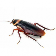 cockroach