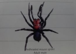 Redheaded mouse spider Adult male