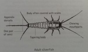 Adult Silverfish 