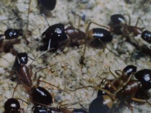 Sugar Ants