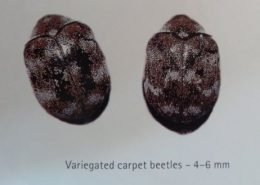 Carpet Beetles