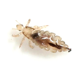 Image result for louse.png