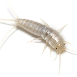 control of silverfish