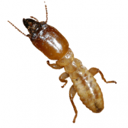 termites