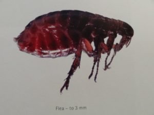 Eradicating Fleas Pest control