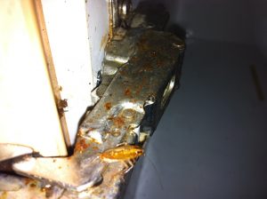 Cockroaches on hinges in Kitchen Cupboards
