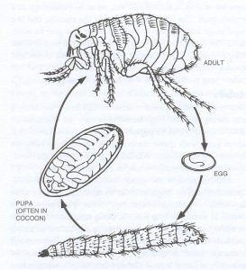 life cycle of a flea