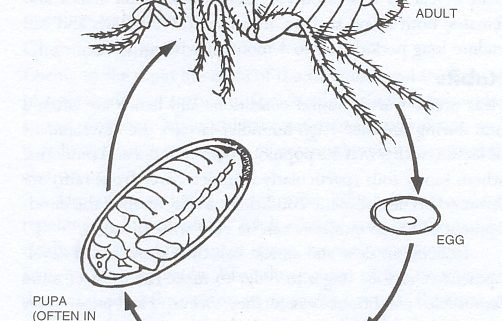 life cycle of a flea