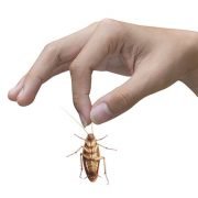 Cockroaches - Effective Treatments