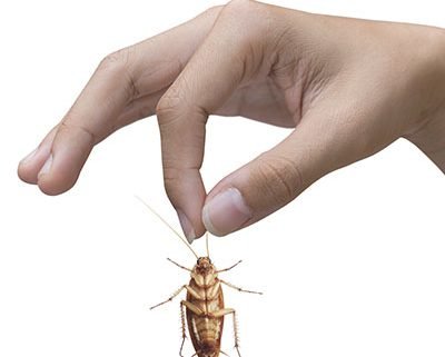 Cockroaches - Effective Treatments