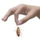 Cockroaches - Effective Treatments