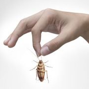 Image of a cockroach being held