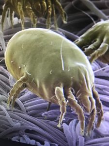 Dust Mite